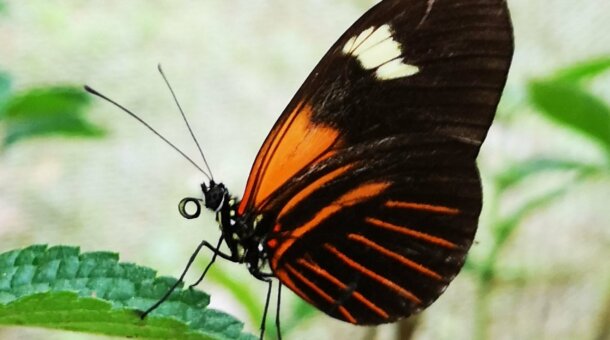 photo of a butterfly with orange, brown and white wings standing on a green leaf