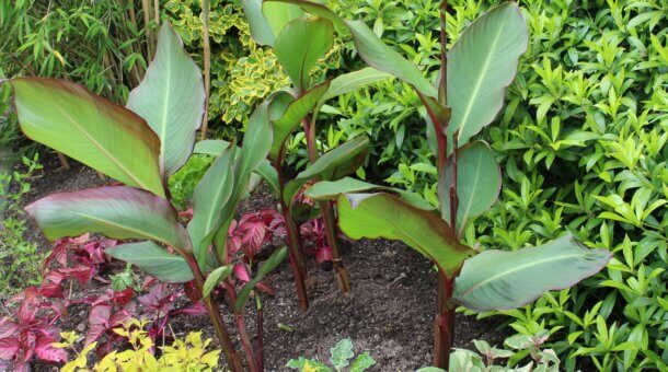 Bushes and plants in a flower bed
