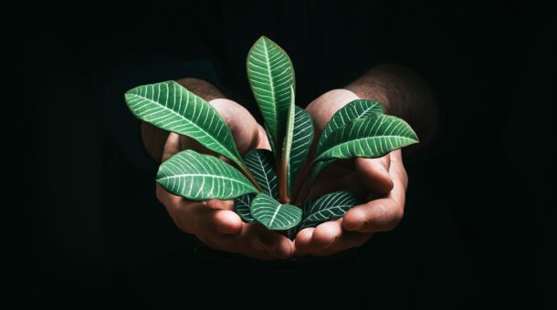 A pair of hands holding a plant